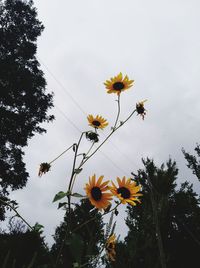 Low angle view of flowering plants against sky