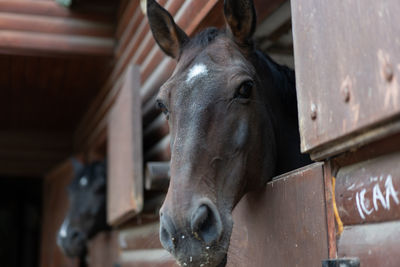 Close-up of horse in stable