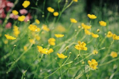 Close-up of yellow flowering plants on field
