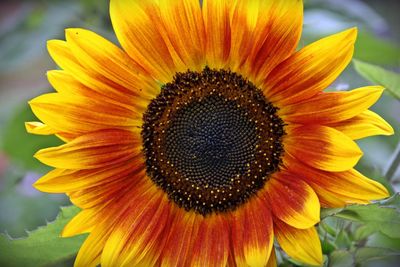 Close-up of sunflower