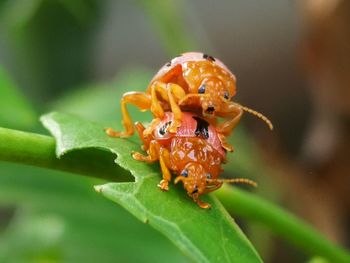 Close-up of insect on plant