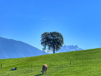 View of a horse grazing on field