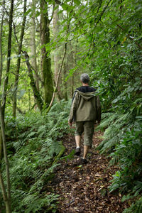 Rear view of man hiking amidst plants in forest