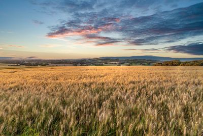 Scenic view of field against sky during sunset