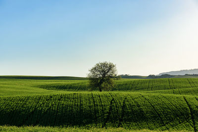 Scenic view of agricultural field against clear sky