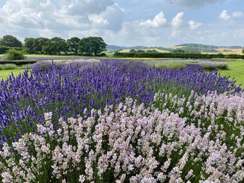 Purple flowering plants on field against sky