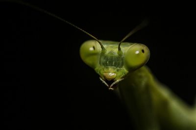 Close-up of praying mantis against black background