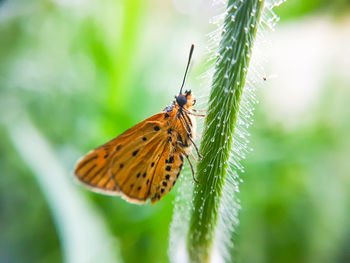 Butterfly on leaf