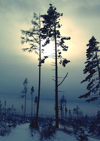 Bare trees against cloudy sky