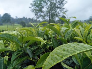 Close-up of crops growing on field