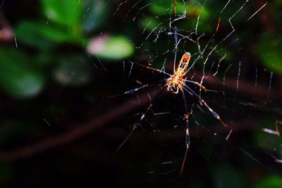 Close-up of spider on web