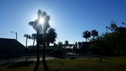 Trees against clear sky