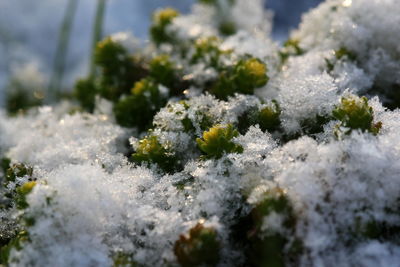 Close-up of snow on plants during winter