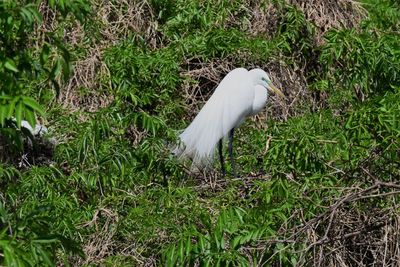 High angle view of white bird on field