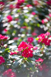 Close-up of pink flowers