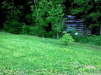 Trees on grassy field