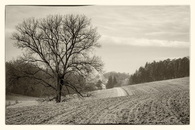 Bare tree on field against sky