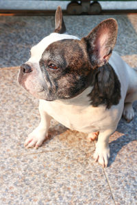 High angle view of dog looking at camera