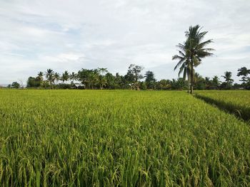 Scenic view of agricultural field against sky