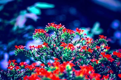 Close-up of red flowering plants