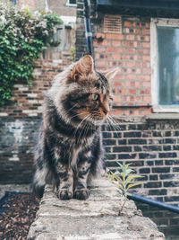 Cat looking away against brick wall