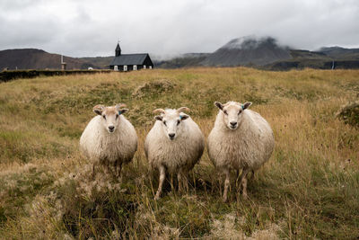 Three loners
budakirkja - black church at budir in snæfellsnes, iceland