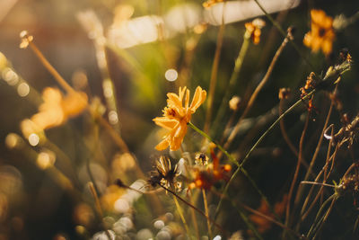 Close-up of flowering plant