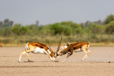 Side view of giraffe running on land