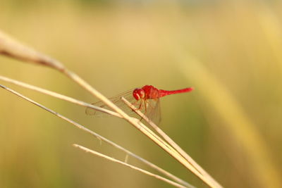 Close-up of insect on plant