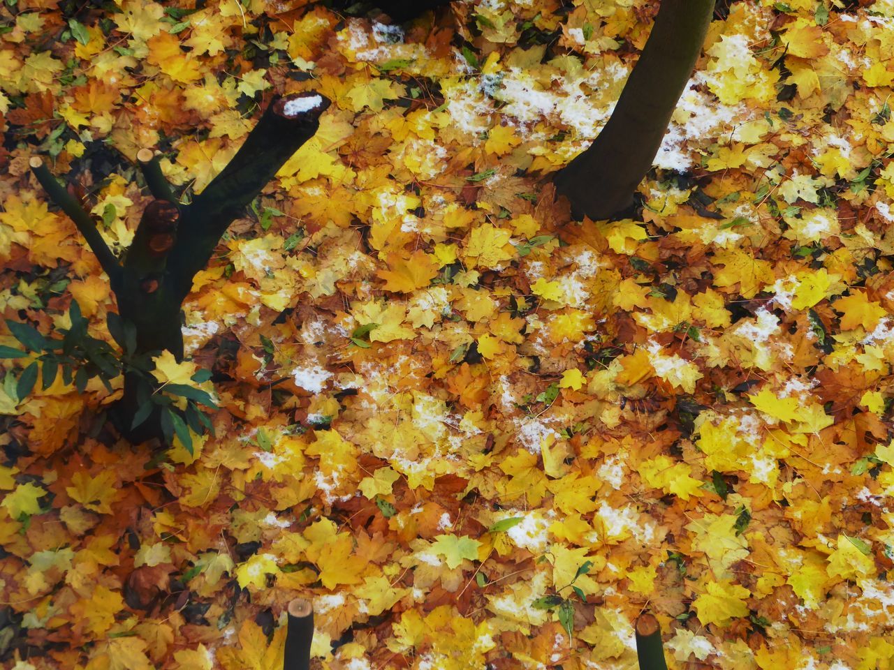 autumn, change, leaf, backgrounds, nature, tree, no people, full frame, beauty in nature, close-up, day, leaves, outdoors, maple