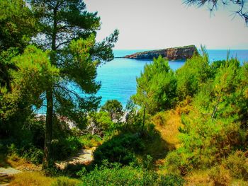 Trees by sea against clear sky