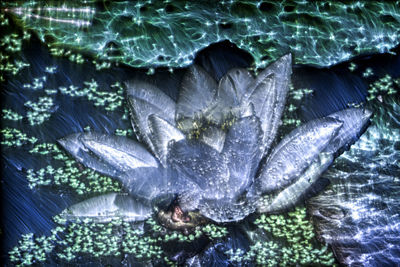 Fish swimming in sea