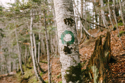 Close-up of tree trunk in forest