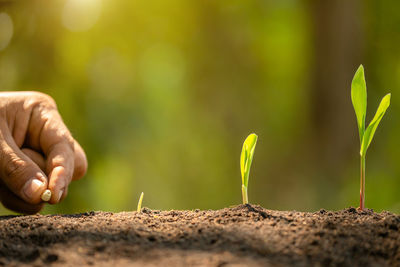 Close-up of hand holding small plant