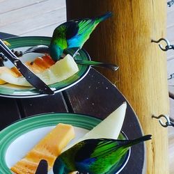 Close-up of bird in plate on table