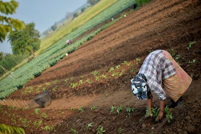 Man working in farm