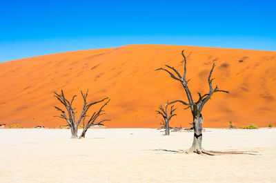 Dead trees against sand dune in desert