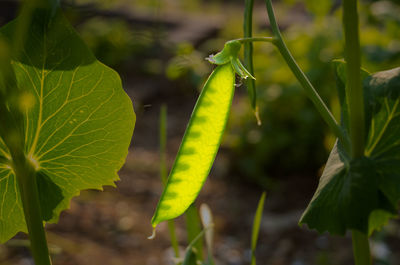 Close-up of green leaves on plant