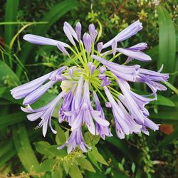 Close-up of purple flowers blooming outdoors