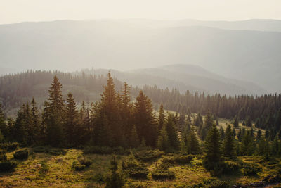 Scenic view of sunkissed pine forest in the mountains 