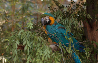 Gold and blue macaw perching on branch