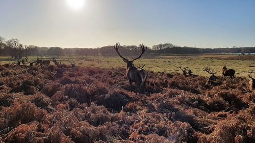 View of deer on field against sky