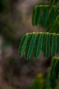 Close-up of fern leaves on tree