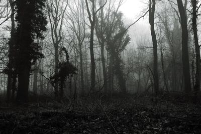 Trees in forest