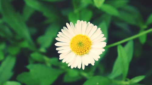 Close-up of white daisy flower