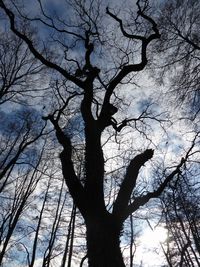 Low angle view of silhouette bare tree against sky