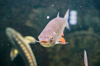 Close-up of fish swimming in sea