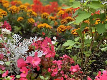 Close-up of pink flowering plants