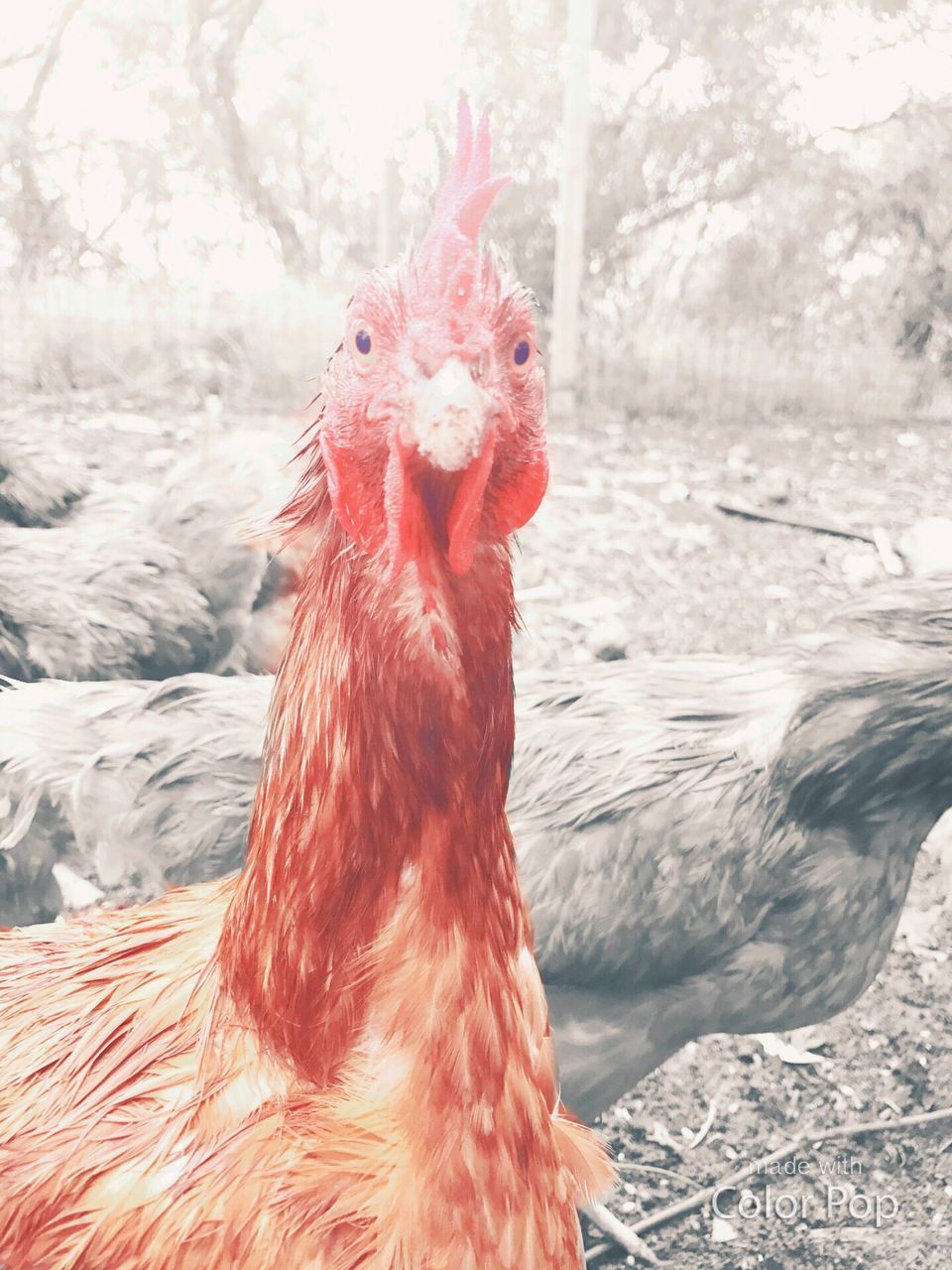 domestic animals, livestock, chicken - bird, red, rooster, bird, animal themes, day, outdoors, one animal, no people, nature, cold temperature, cockerel, pets, snow, hen, mammal