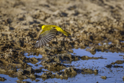 Close-up of bird flying over lake